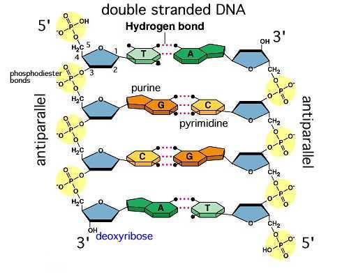 Structure of DNA Antiparallel arrangement of the 2 sides = means that one