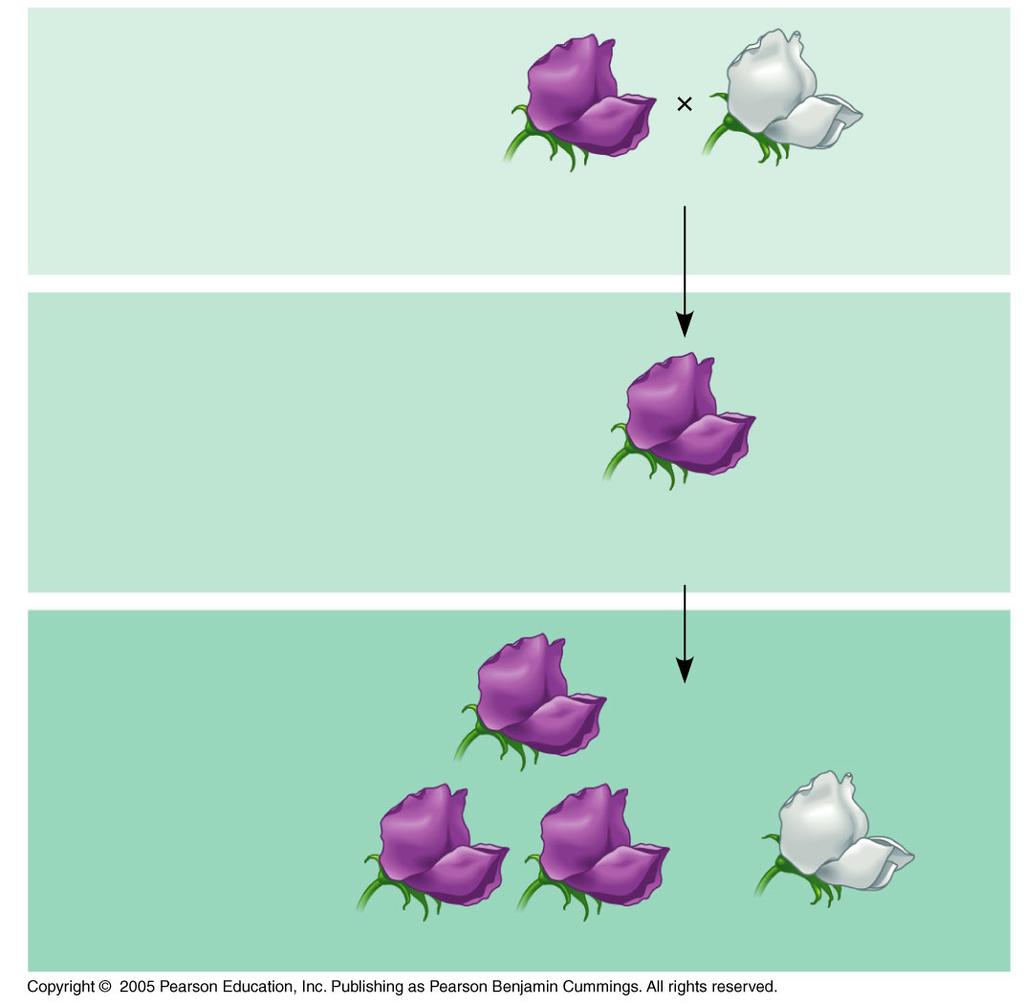 Chapter 14 (Mendel and the Gene Idea) 119. In Mendel s monohybrid cross of pea plants with different flower colors, use the following figure to: a. label the P, F1, and F2 generations. b.