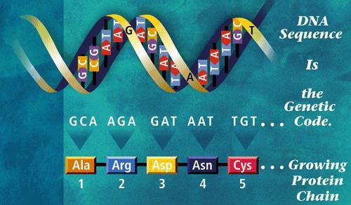 Every three bases codes for a protein that builds your traits! So it s the bases that carry the genetic code!