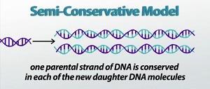 Semiconservative Model of Replication The new DNA consists of 1
