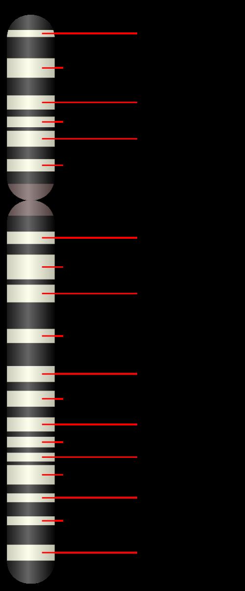 Nucleic Acid Structure Topography of a chromosome Chromosomes have two arms, separated by a region known as the centromere.