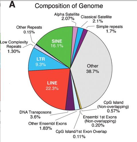 Structure of the Human Genome Contents of the Human Genome 3 billion base pairs per haploid complement 23, 000 protein-coding genes: exons (2%), introns (24%) transposable elements (51%) can