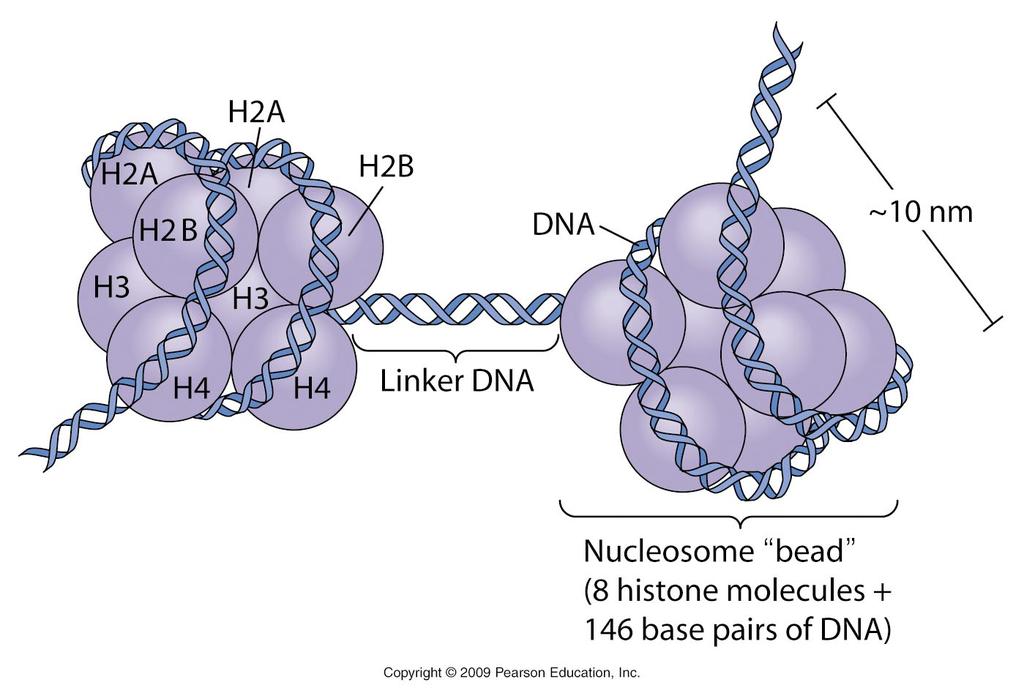 Nucleic Acid Structure dsdna wraps around histone octamers to form nucleosomes The core nucleosome consists of: histone octamer: two copies of H2A, H2B, H3, H4 147 bp DNA wrapped in 1.