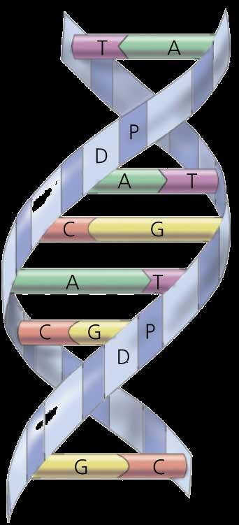 Characteristics of the genetic material and the DNA structure 14 James Watson Francis Crick (1) The genetic material stores an organism s genetic information - the combination of the bases can