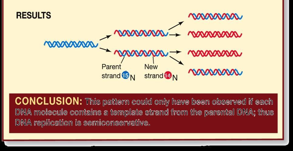 semiconservative DNA