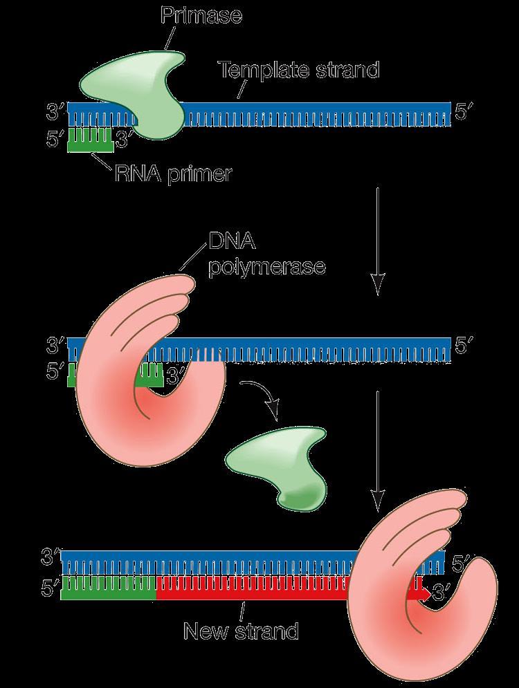 19 DNA replication RNA primer