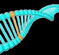 amino acids are encoded by more than one triplets (3) The genetic code is comma-free : the triplets are not isolated units (4) The genetic