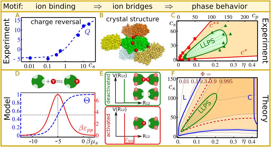Ion-Activated Patchy Model F. Roosen-Runge, F. Zhang, F. Schreiber, R.