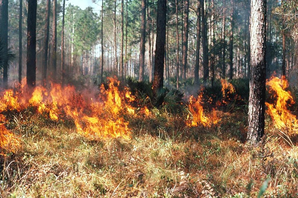 Fragmentation disrupts the spread of natural processes, such as fire.
