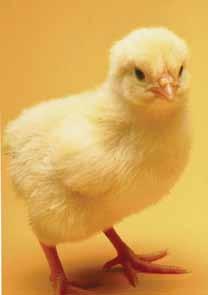 2010 Poultry & Eggs Farm