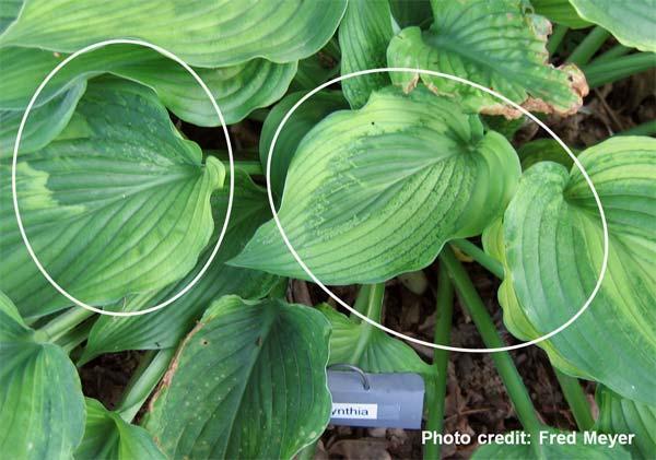 Fig. 1. Mottle and spotting symptoms observed on Hosta sp. Cynthia plants.