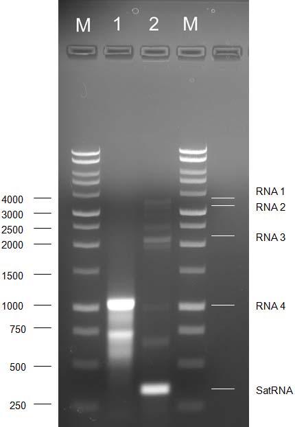 Fig. 2. dsrna profiles obtained from (Lane 1) Hosta sp. Cynthia leaf tissue and (Lane 2) CMV-Vinca N1-03 isolate from tobacco tissue.