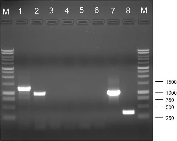 Fig. 3. PCR detection of CMV from cdnas synthesized from dsrna template with MP-specific (Lane 1), CP-specific (Lane 2), and satrna-specific (Lane 3) primers.