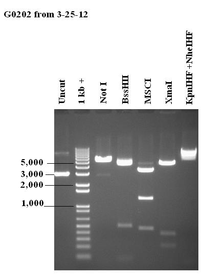 7ug/ul Expected Fragments from digest of insertless plasmid Not I: Linearized 5263bp