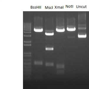 Expected Fragments from digest of insertless plasmid Not I: Linearized 5263bp BssHI: 4600bp, 504bp, 85bp, 74bp