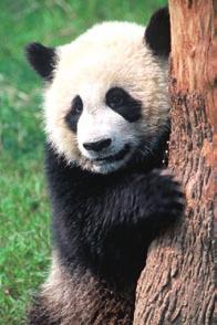 WWF has been active in China since 1980, when it was invited by the Chinese government as the first international NGO to work on nature conservation.