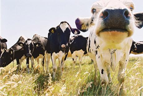 Livestock Wastes in Manitoba Manures soil amendments direct application causes problems use for energy anaerobic digestion combustion/gasification Recoverable manure from Livestock in Manitoba