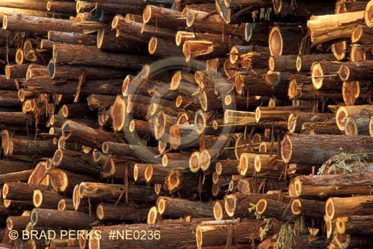 Forest Biomass TPF: Timber productive forest region where biomass is available for use Merchantable biomass tree stem Non-stem biomass