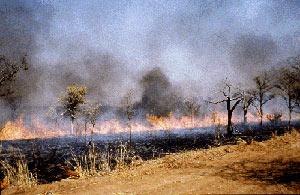 Background Picture taken by NASA of a wheat field burning in progress (1). Biomass Burning: Biomass burning further contributes to the gradual increase of black carbon aerosols in our atmosphere.