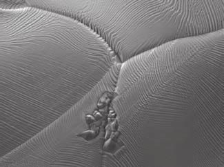 25 g/cm -3 10 µm Specimen: Ultra-thin section of mouse kidney Accelerating voltage: 1 kv original magnification: 1,500 1 µm Backscattered