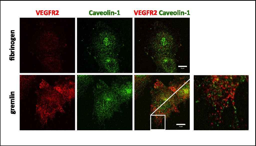 FIGURE S. VIII Figure S. VIII: Recruited VEGFR2 does not co-localize with Caveolin 1. HUVECs were seeded on substrate-bound FG or gremlin.