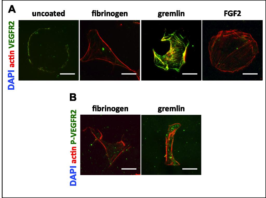 FIGURE S. V Figure S. V: Substrate-bound gremlin recruits and activates VEGFR2 in EC VPMs.