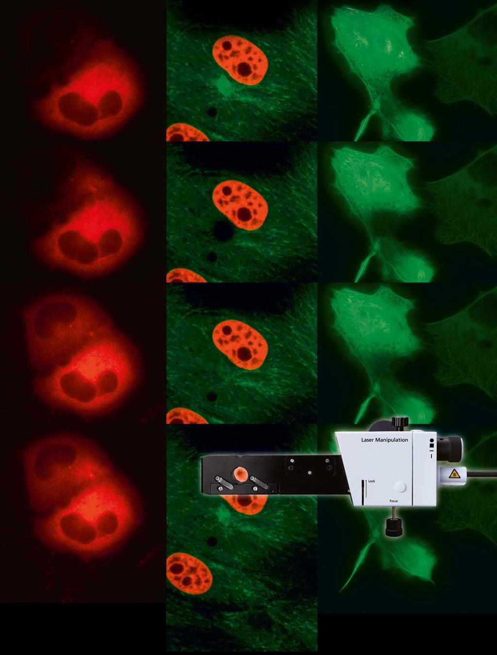 Microscopy from Carl Zeiss DirectFRAP News from the Cell The