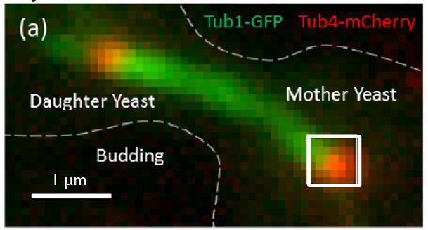 Super Resolution Imaging - A Door To The Nano-World Using appropriate dyes, the fluorescent signal decay can be combined with single molecule