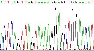 Supplemental figure 2 A Virus TMEM intron 13 EGFP tk CCDC67 intron 9 584 bp 561 bp Genome CMV IE94 Splice
