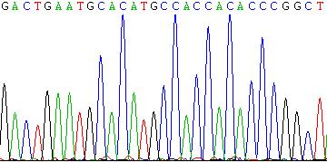 breakpoint in the PC3 cell genome. Arrows indicate the primer position for PCR.
