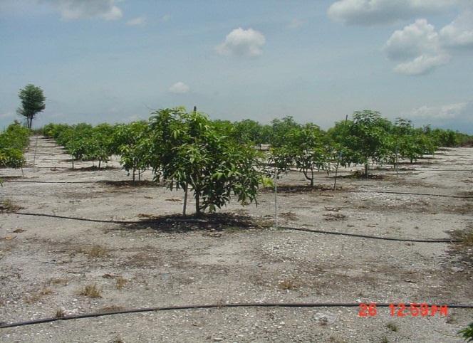Loss of prime agriculture area Properly managed sandy ex tin