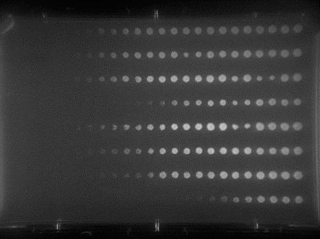 cells were spotted across YPD plates containing gradients of MMS.