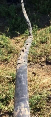 Leaks & drip tape damage due to rodents Gopher Fence Setting Traps Burrow Fumigation(aluminum phosphide, Carbon monoxide) Baiting