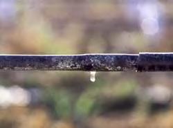 Drip Irrigation Water is applied to the ground at the plants in