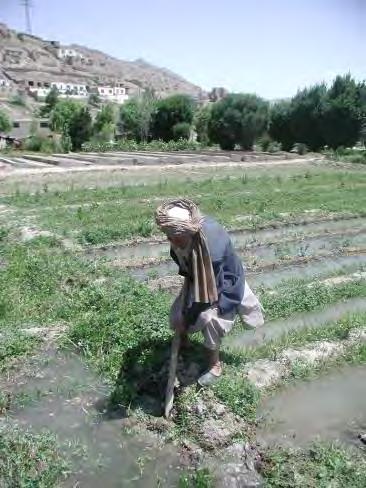 Surface Irrigation - Furrow Irrigation Water is provided