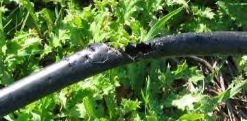 Drip Irrigation Disadvantages Requires water that is under some pressure can use a pump or supply water from a higher elevation Too high of pressure can cause