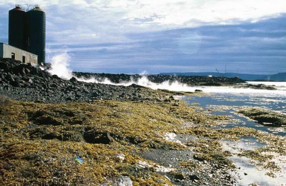 Other industrial applications in Iceland Reykhólar seaweeed