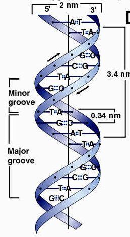 Watson-Crick Model of DNA DNA consists of two helical DNA chains wound around the same axis to form a right-handed double helix.