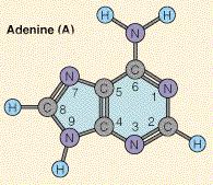 Adenine Adenine is a purine base found in DNA and RNA.