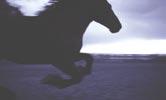 IBM Global Services The IT Value Model: Winning the business battle with the right IT nails The horseshoe nail For the want of a nail the shoe was lost, For the want of a shoe the horse was lost, For