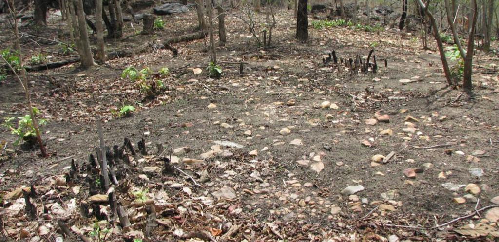 Bamboo clumps and ground flora devastated due to forest fire. Fire also indirectly cause soil erosion by destroying the soil cover as well as the organic matter.