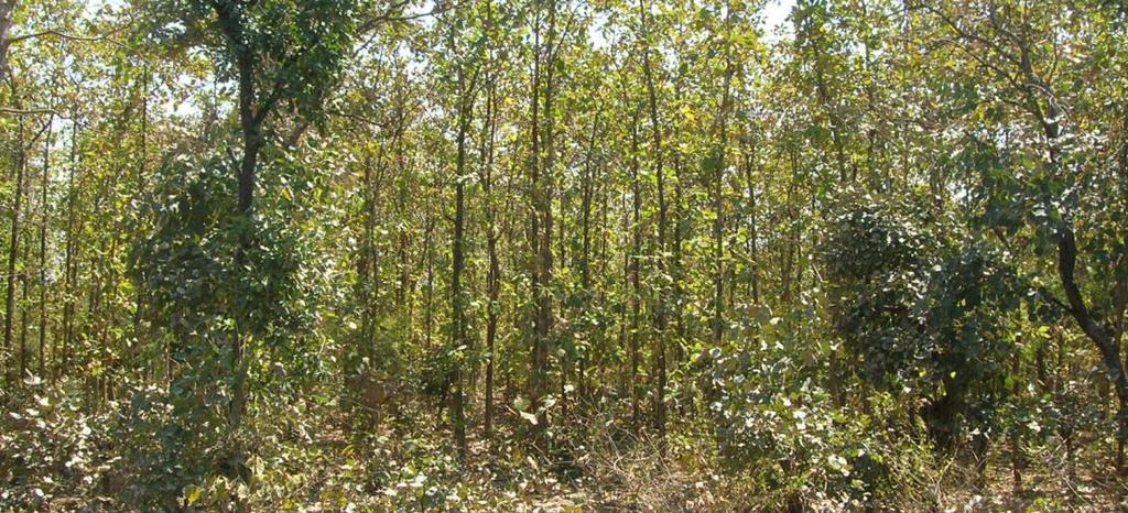 Congested good Teak plantations could have