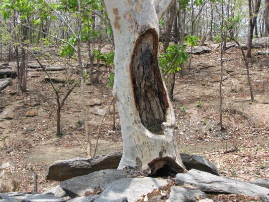 (e) Unscientific Harvesting of NTFP: The valuable resource trees like Kulu, Dhaoda, Saja etc. are getting damaged due to unscientific methods of harvesting of gums and Kosa silk.