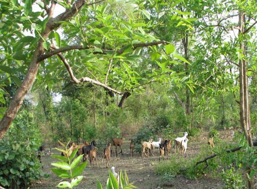 Grazing of Goats in Forests is very common. Goats grazing in the coupe felled last year. Grazing by sheep and goat is highly damaging to the flora as well as the soil.