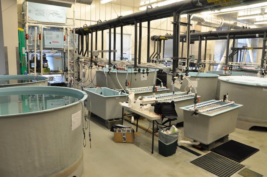 King and Tanner crab lab research CO 2 Delivery System Experimental Tanks Holding Tanks Treatment system: (2006-2007) Flow