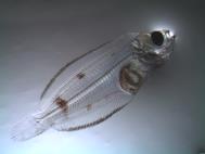 Alaska groundfish studies Based on laboratory experiments exposing eggs and larvae to elevated CO 2 in laboratory experiments.