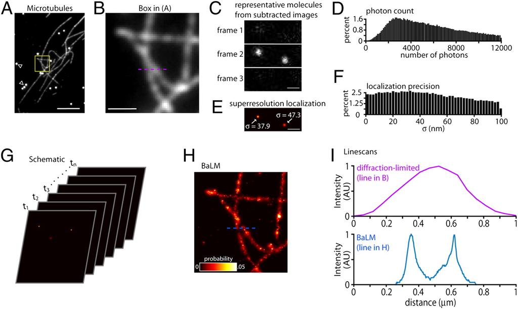BALM - blinking assisted localization microscopy Rather than photoswitch, rely on endogenous blinking to isolate molecules Let laser and camera run continuously Take difference