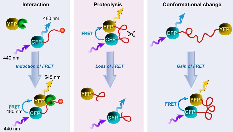 Fundamental cellular FRET-Approaches FRET-biosensors = fusion proteins of ECFP/EYFP or other appropriate pairs EGFP/mRFP linked by a