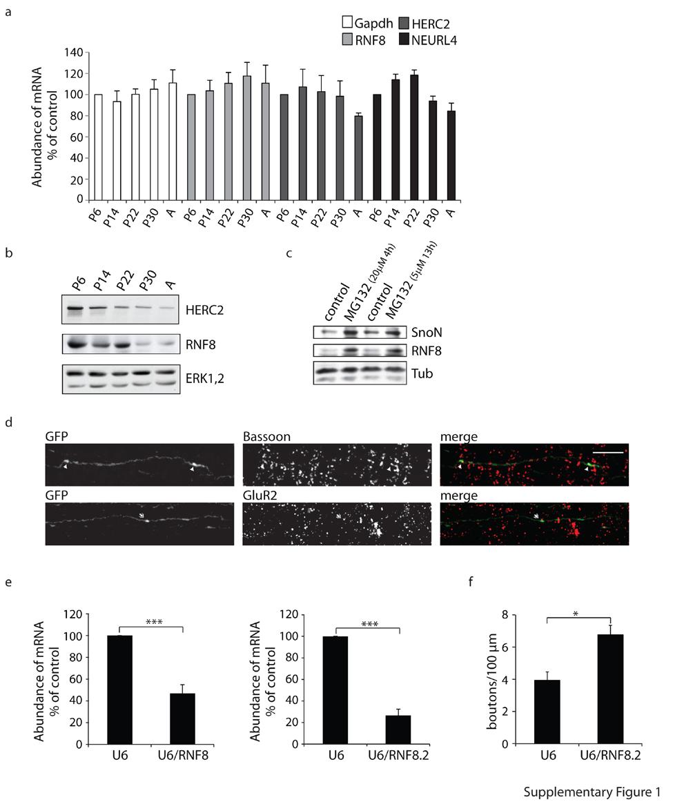 Supplementary Figure 1: Expression of RNF8, HERC2 and NEURL4 in the cerebellum and knockdown of RNF8 by RNAi (a) Lysates of the cerebellum from rat pups at P6, P14, P22, P30 and adult
