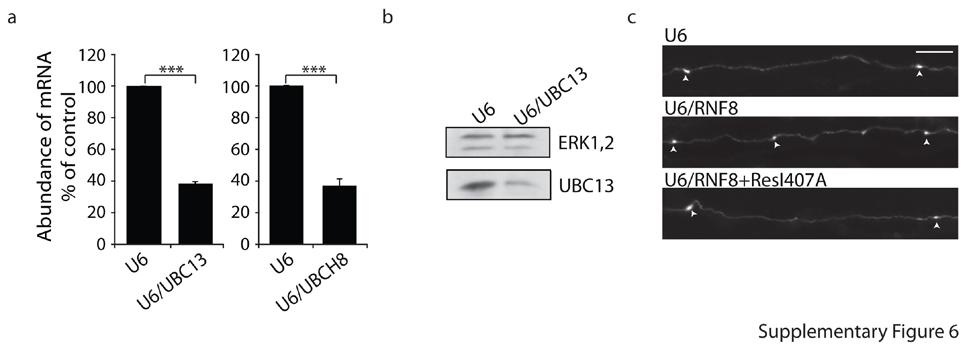 Supplementary Figure 6: Identification of RNF8/E2 pathway (a) Granule neurons were transfected with the U6/UBC13, U6/UBCH8 or control U6 plasmid and subjected to qrt-pcr analyses using primers